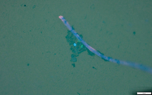 Microplastic fiber under microscope with pathogens
