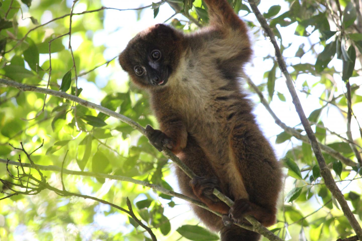 Lemur