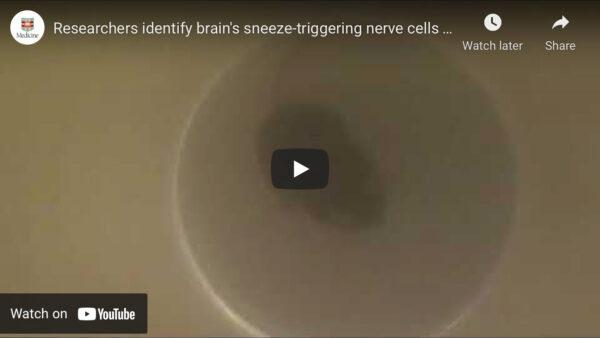 Sneezing mouse screen capture
