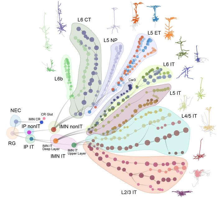 Developmental Trajectories