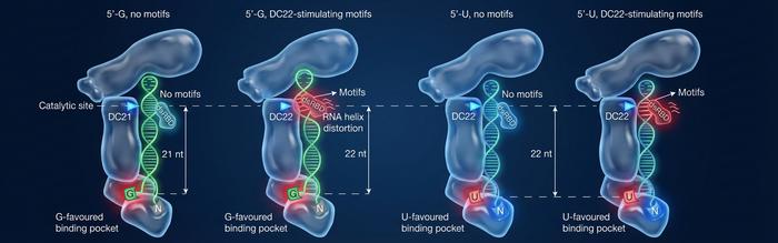 This diagram shows DICER’s Decision Process, illustrating how the enzyme acts like a "smart ruler" to decide exactly where to snip the RNA strand.