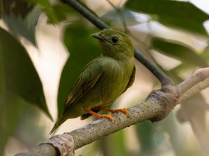 Female Lance-tailed Manakin (Chiroxiphia lanceolata) photographed on Isla Boca Brava, Panama