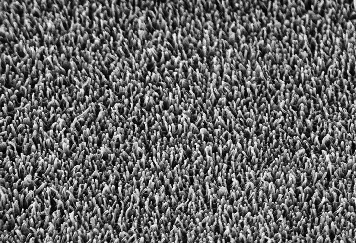 Dragonfly wing (magnified)