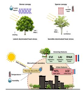 Conceptual framework linking canopy structure, greening features, and urban form to thermal discomfortConceptual framework linking canopy structure, greening features, and urban form to thermal discomfort