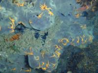 Brittle Stars in Sao Paulo
