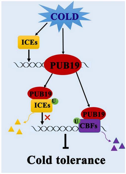 A model of VviPUB19 negatively regulates grape cold tolerance.