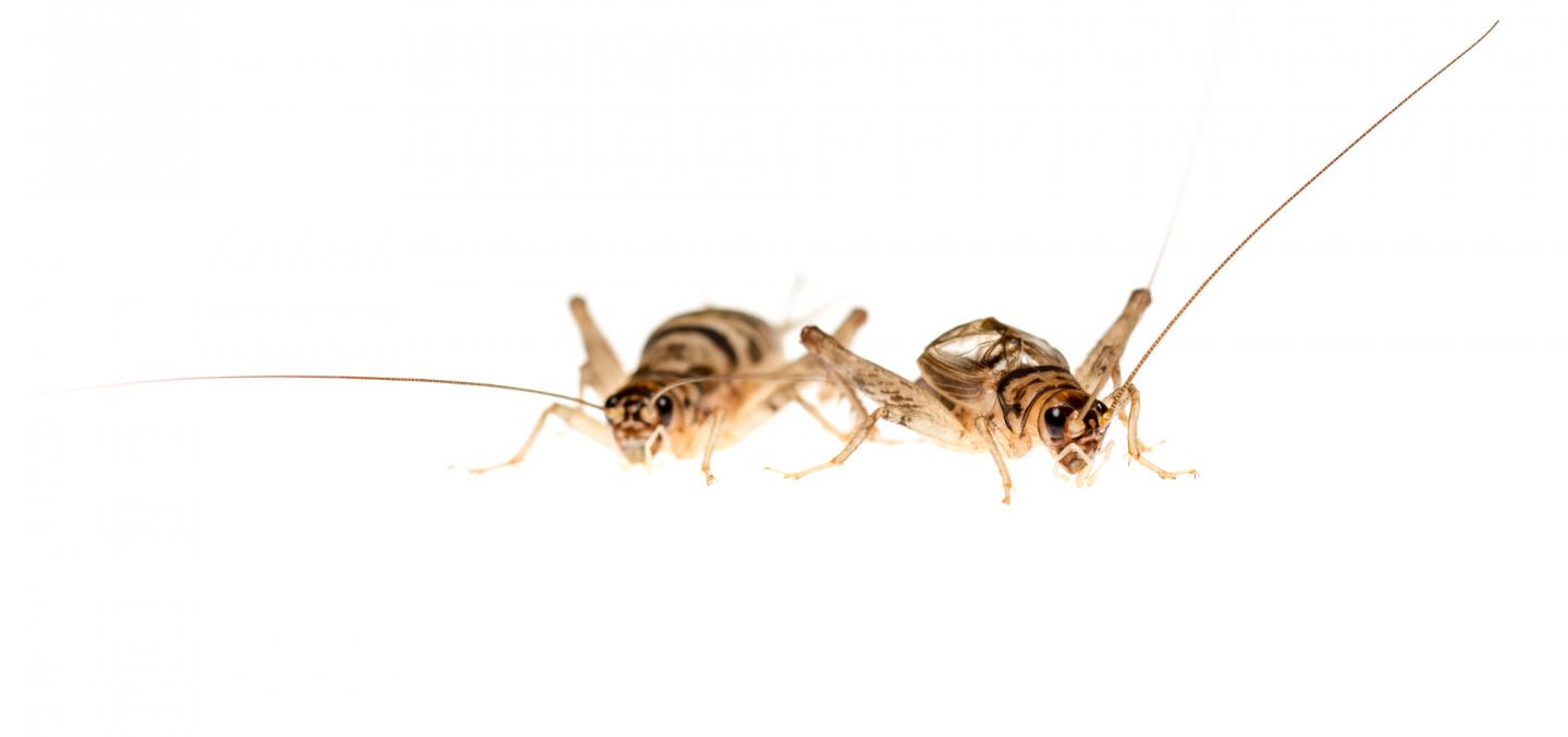 Crickets