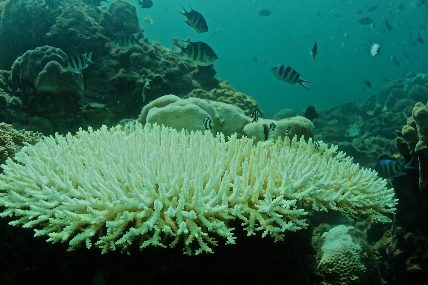 Bleached <em>Acropora</em> Colony