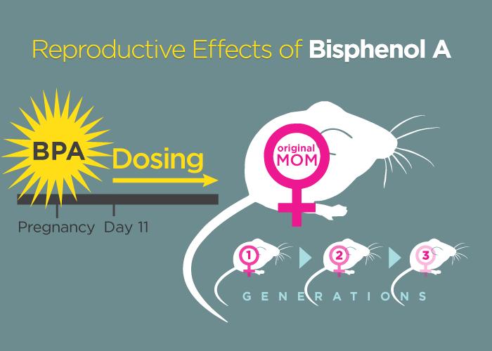 BPA Exposure Affects 3 Generations of Mice