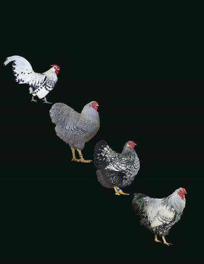 Birds of a Feather (2 of 2)