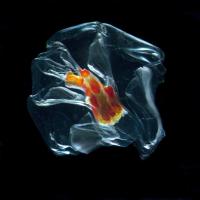 Colonial Siphonophore
