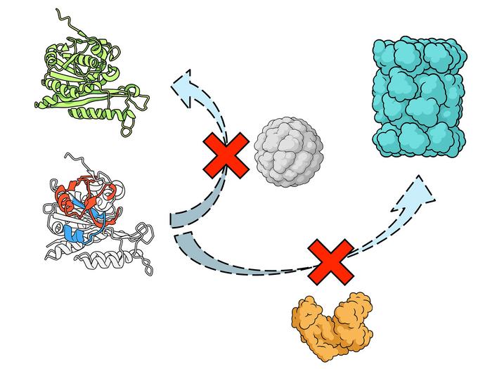 Misfolded protein entanglement