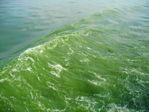 Lake Erie bloom