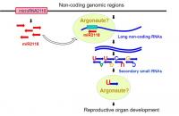 Proposed mechanism of microRNA2118