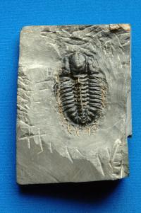 Ancient Sea Creature