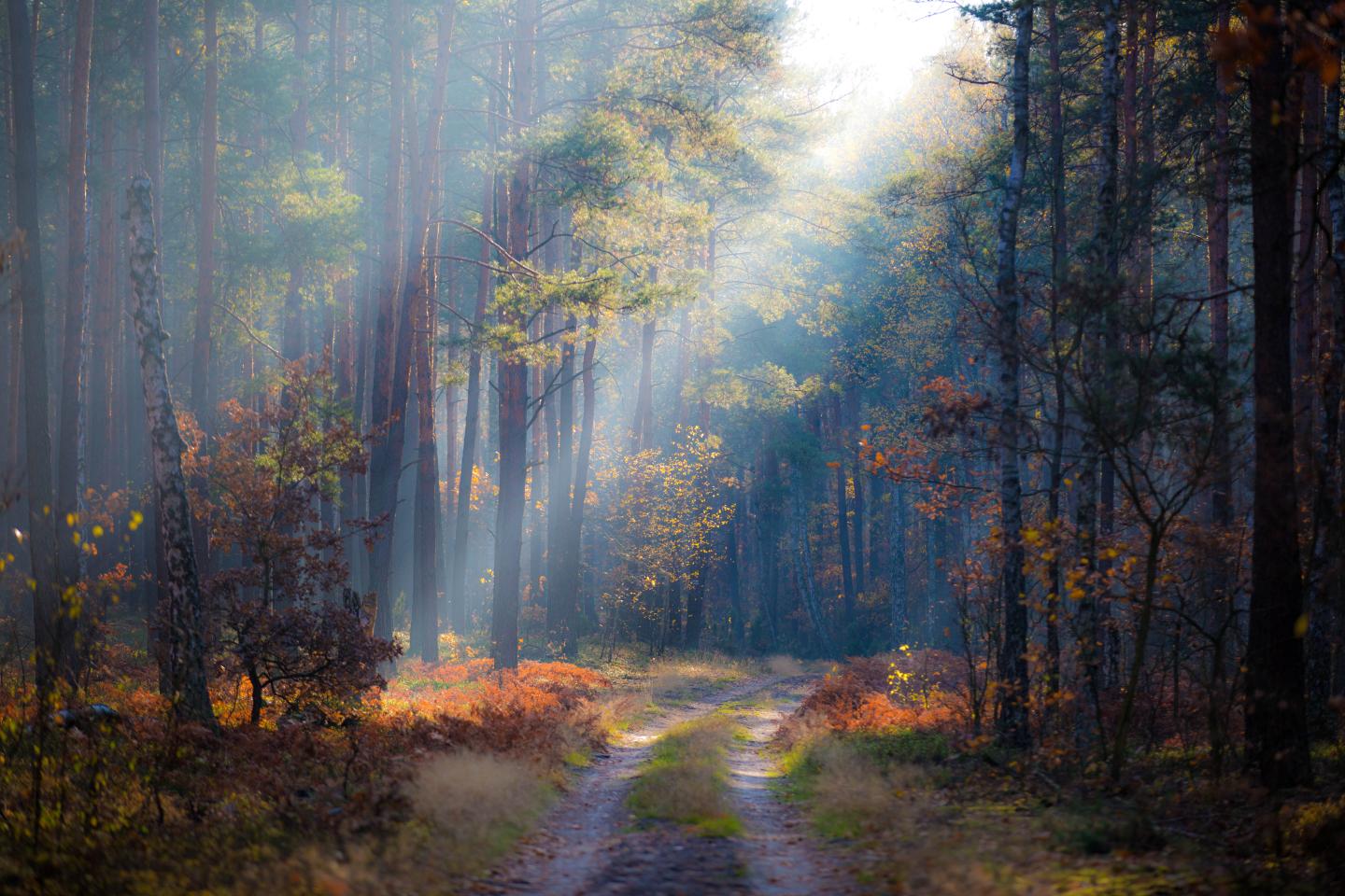 Biodiversity Loss in Forests Will Be Pricey (1 of 1)