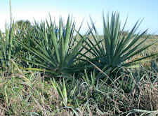 Spanish Bayonet (<i>Yucca aloifolia</I>)