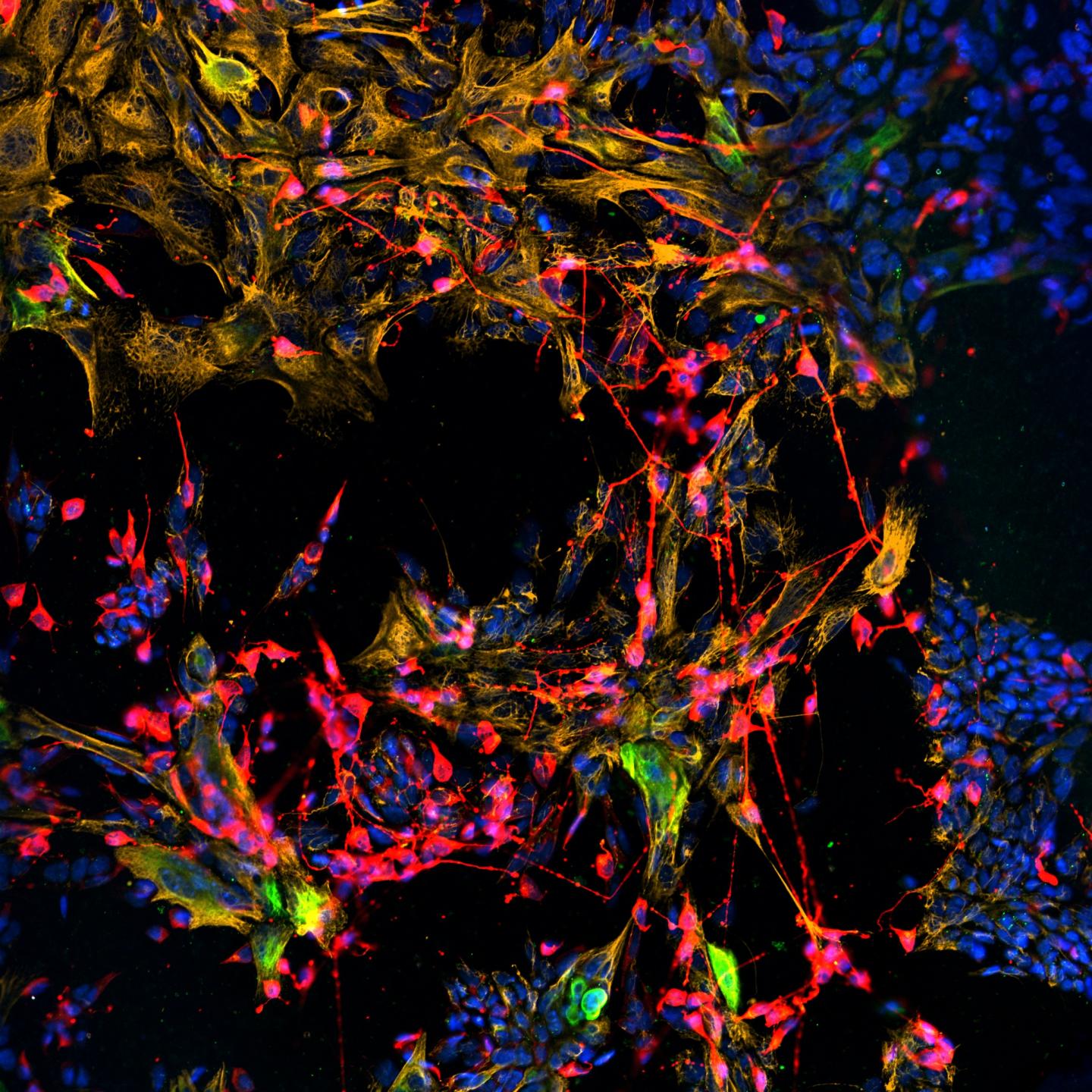 Lab-Grown Nose Cells