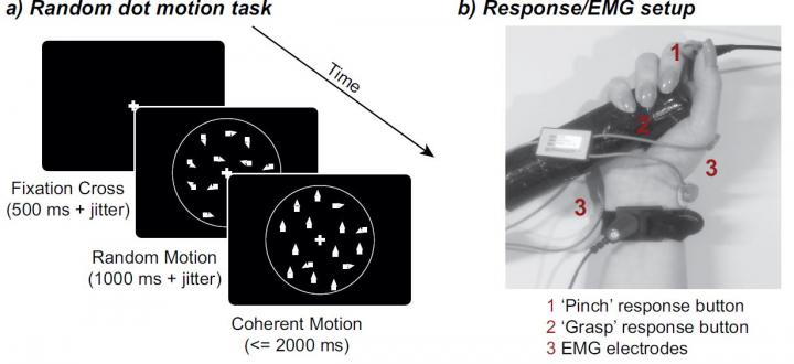 TMS Experiment Procedure