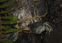 Red-eared Slider
