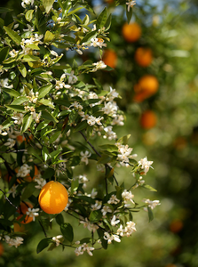 Orange tree blooming