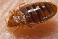A Bed Bug