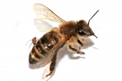 <i>A. borealis</i> Female