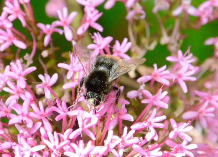 Climate Change: Compressing the Bumblebee Home Range (8 of 18)