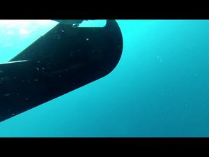 Eavesdropping on Dolphins