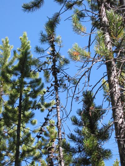 Lodgepole Pine