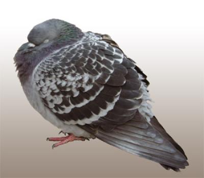 Pigeon
