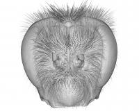 Head of a Bumblebee 