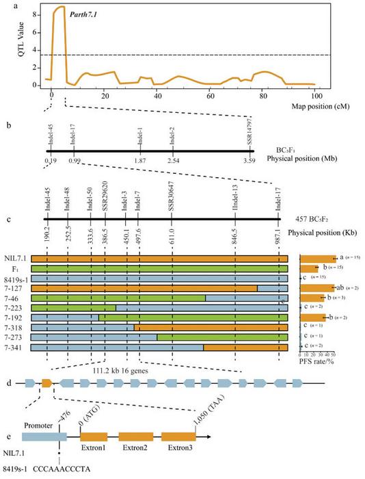 Fine mapping and candidate gene analysis of the Parth7.1 locus.