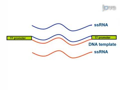 RNAi-mediated Double Gene Knockdown and Gustatory Perception Measurement in Honey Bees