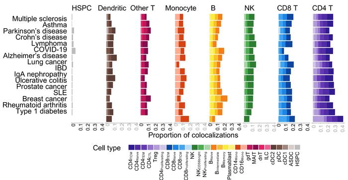Genetic risk links to gene activity in immune cell types