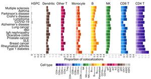 Genetic risk links to gene activity in immune cell types