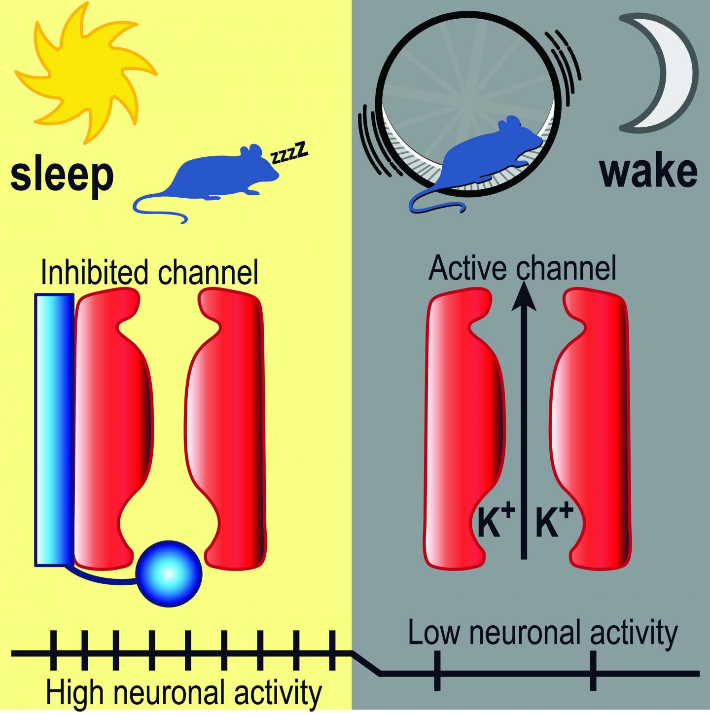 The BK Channels of the Mouse: