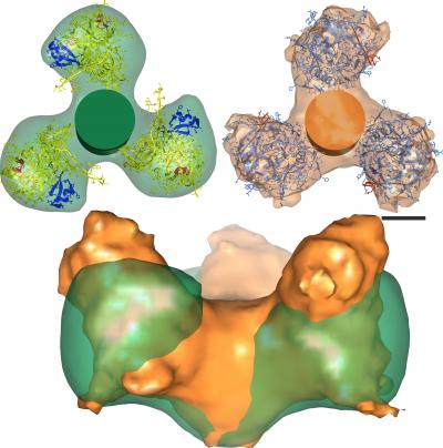 HIV Envelope Protein Opens Up
