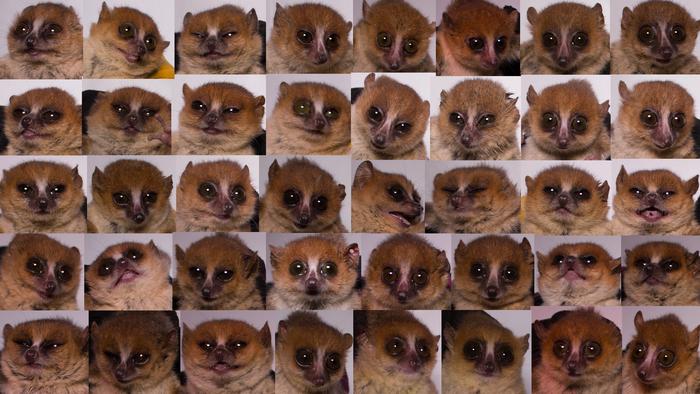 mouse lemur phenotyping