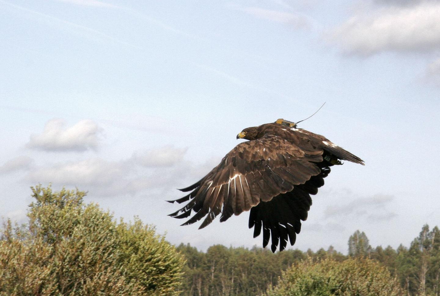 Eagle