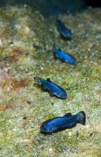 Devils Hole Pupfish