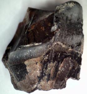 Rhino tooth