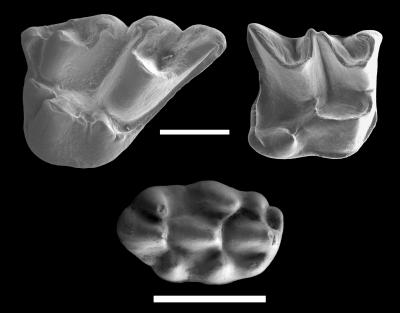Holotypes