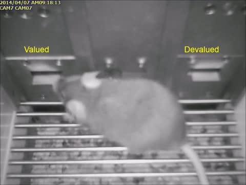 Aged Mouse Has Trouble Finding 'Valued' Levers