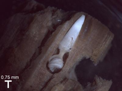 Clam in Wood