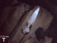 Clam in Wood