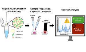 Surface-enhanced Raman spectroscopy (SERS) captures the spectra of vaginal fluid samples to detect biochemical changes in relation to bacterial presence.