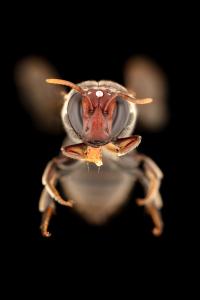 Masked Bee Species (Meroglossa gemmata)