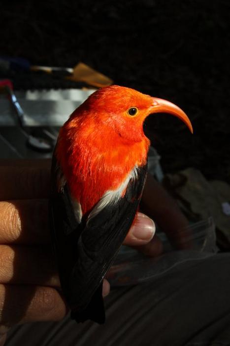ʻIʻiwi