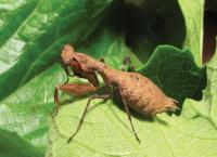 Bush Tiger Mantis